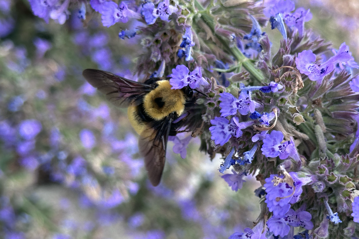 Cadence Harvests Leafcutter Bees at the Bis-BEE Campus